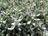 Cerastium tomentosum L. (Cerastium album Presl, Stellaria tomentosa Link)