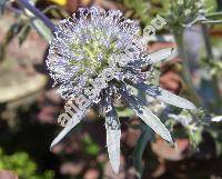 Eryngium planum L. (Eryngium amethystinum L.)