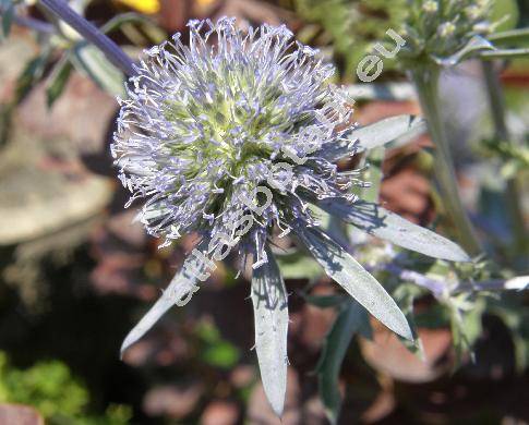 Eryngium planum L. (Eryngium amethystinum L.)