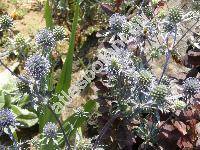 Eryngium planum L. (Eryngium amethystinum L.)