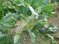 Brassica oleracea var. gongylodes 'Gigant'