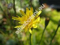 Crepis capillaris (L.) Wallr. (Lapsana capillaris L., Crepis virens subsp. agrestis (Willd.) Corb.)