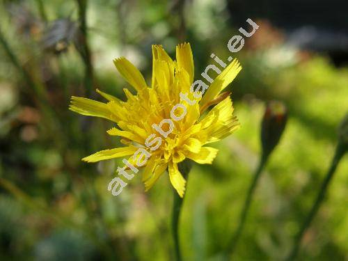 Crepis capillaris (L.) Wallr. (Lapsana capillaris L., Crepis virens subsp. agrestis (Willd.) Corb.)