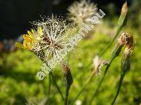 Crepis capillaris (L.) Wallr. (Lapsana capillaris L., Crepis virens subsp. agrestis (Willd.) Corb.)