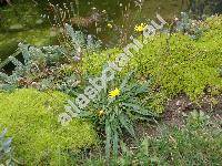 Crepis capillaris (L.) Wallr. (Lapsana capillaris L., Crepis virens subsp. agrestis (Willd.) Corb.)