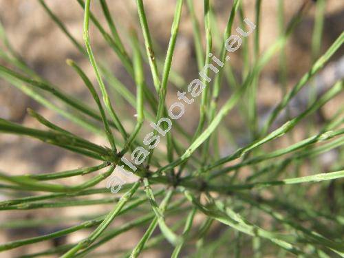 Equisetum pratense Ehrh.