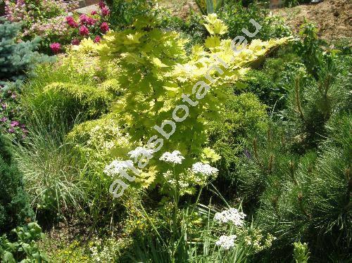 Acer shirasawanum 'Aureum' (Acer japonicum)