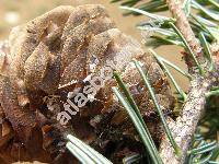 Abies alba Mill. (Pinus abies Du Roi)