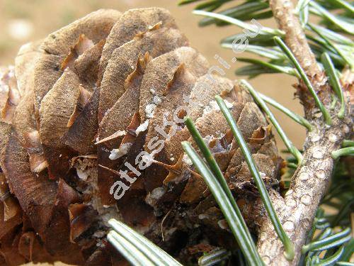 Abies alba Mill. (Pinus abies Du Roi)