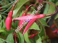 Fuchsia magellanica Lam. (Fuchsia riccartonii, Fuchsia riccartoniana, Fuchsia coccinea Soland.)