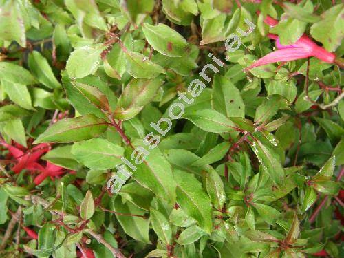 Fuchsia magellanica Lam. (Fuchsia riccartonii, Fuchsia riccartoniana, Fuchsia coccinea Soland.)