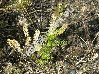 Lepidium densiflorum Schrad.