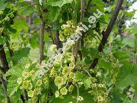 Ribes rubrum 'Roseum' (Ribes vulgare Lam., Ribes sylvestre (Lam.) Mert. et Koch)