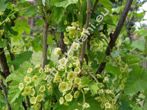 Ribes rubrum 'Roseum' (Ribes vulgare Lam., Ribes sylvestre (Lam.) Mert. et Koch)