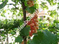 Ribes rubrum 'Roseum' (Ribes vulgare Lam., Ribes sylvestre (Lam.) Mert. et Koch)