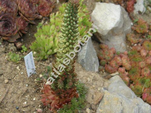 Orostachys minutus (Orostachys minuta (Kom.) Berg., Umbilicus)