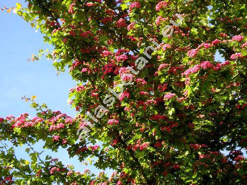 Crataegus monogyna 'Rubra Plena' (Crataegus apiifolia Med., Mespilus monogyna (Jacq.) All.)