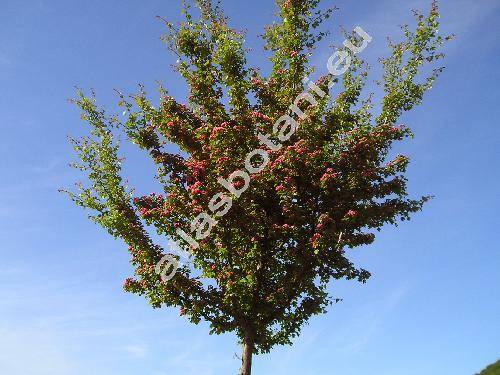Crataegus monogyna 'Rubra Plena' (Crataegus apiifolia Med., Mespilus monogyna (Jacq.) All.)