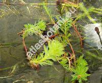 Myriophyllum spicatum L.