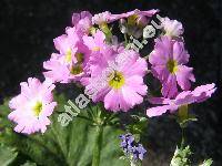 Primula malacoides (Primula malacoides Franch.)