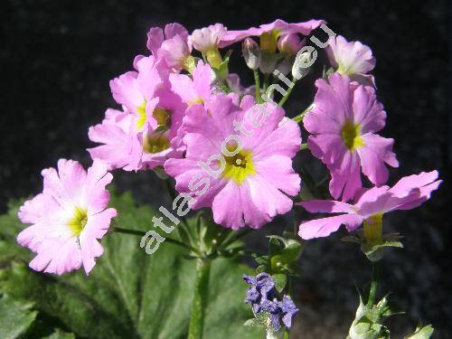 Primula malacoides (Primula malacoides Franch.)