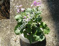 Primula malacoides (Primula malacoides Franch.)