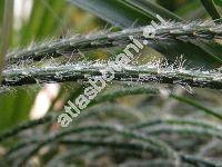 Rhipsalis pilocarpa (Rhipsalis pilocarpa Loefrg., Erythrorhipsalis pilocarpa (Loefrg.) Berg.)