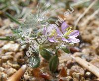 Spergularia rubra (L.) J. et C. Presl (Arenaria rubra L., Arenaria alpestris (L.) All., Spergula rubra (L.) D. Dietr.)