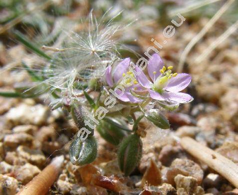 Spergularia rubra (L.) J. et C. Presl (Arenaria rubra L., Arenaria alpestris (L.) All., Spergula rubra (L.) D. Dietr.)