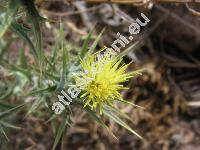 Centaurea melitensis L.