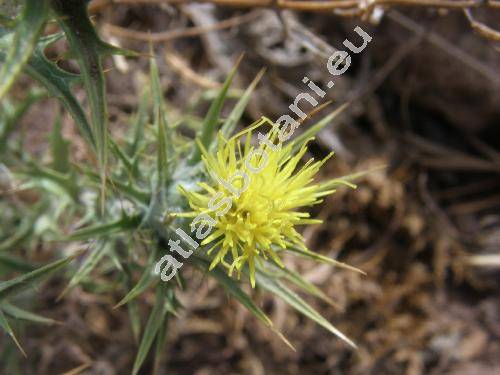 Centaurea melitensis L.