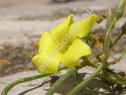 Oxalis pes-caprae L. (Acetosella cernua (Thunb.) Kuntze)