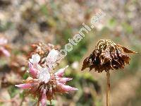 Trifolium sp.