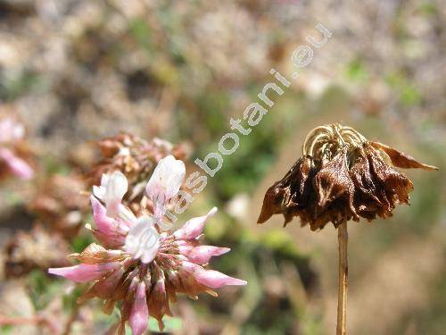 Trifolium sp.