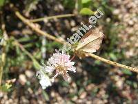 Trifolium sp.