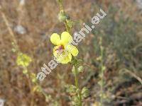 Verbascum sinuatum