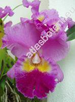 Cattleya