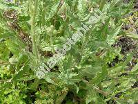 Hieracium laevigatum Willd. (Hieracium rigidum Hart., Hieracium tridentatum (Fries) Fries, Hieracium gothicum Fries)