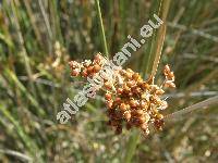 Juncus acutus (Juncus acutus L.)