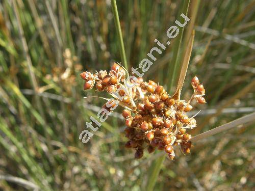 Juncus acutus (Juncus acutus L.)