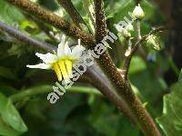 Solanum aethiopicum (Solanum aethiopicum L.)