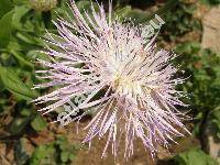 Centaurea americana (Centaurea americana Nutt.)