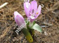 Bulbocodium vernum (Bulbocodium vernum L., Colchicum bulbocodium (L.) Ker Gawl.)