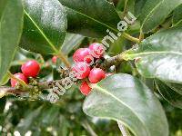 Ilex pedunculosa Miq.