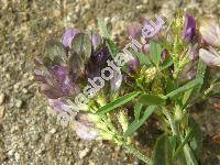 Medicago x varia Martyn (Medicago falcata x Medicago sativa)