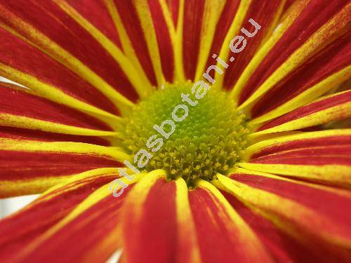 Chrysanthemum indicum hybr. (Dendranthema indicum (L.) Desm.)