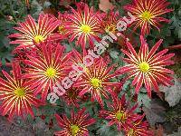 Chrysanthemum indicum hybr. (Dendranthema indicum (L.) Desm.)