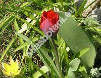 Tulipa 'Couleur Cardinal'