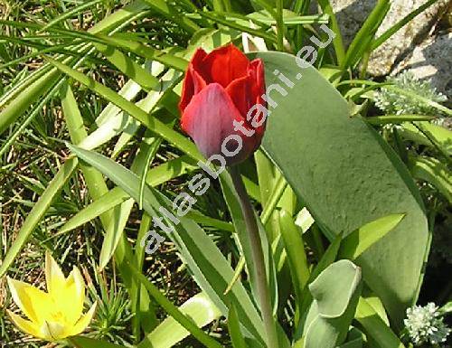 Tulipa 'Couleur Cardinal'
