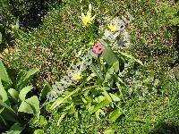 Tulipa 'Couleur Cardinal'